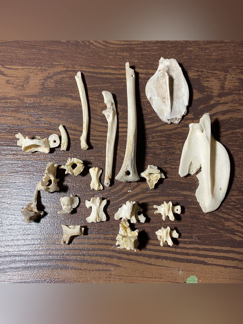 possum bones with defects